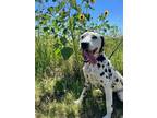 Adopt Meredith a White - with Black Dalmatian / Mixed dog in Fort Collins