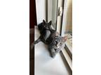 Adopt Grigio (bonded with Smokey) a Gray, Blue or Silver Tabby Domestic