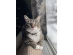 Adopt Mystery a Tiger Striped Tabby / Mixed (medium coat) cat in Mt Pleasant