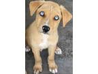 Adopt Sarge a Husky / Mixed Breed (Medium) / Mixed dog in Athens, TX (39124580)