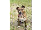 Adopt Dolly 49678 a Brindle American Pit Bull Terrier / Mixed dog in Aiken