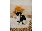 Adopt Lolli a Black & White or Tuxedo American Shorthair / Mixed (short coat)