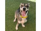 Adopt Buster a Black - with Gray or Silver Husky / Dachshund / Mixed dog in Los