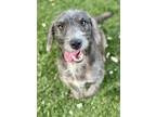 Adopt Liza a Brindle Border Terrier / Dachshund / Mixed dog in Red Bluff