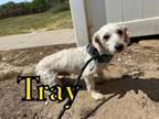 Adopt Tray 122817 a White Poodle (Standard) dog in Joplin, MO (39177747)