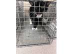 Adopt Oreo 28073 a All Black Domestic Shorthair (short coat) cat in Joplin