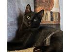 Adopt 54118999 a All Black Domestic Mediumhair / Domestic Shorthair / Mixed cat