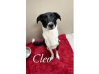 Adopt Cleo 28017 a Black Border Collie dog in Joplin, MO (39177731)