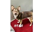 Adopt Hera 123305 a Red/Golden/Orange/Chestnut Husky dog in Joplin