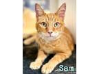 Adopt Sam 28208 a Orange or Red Manx (short coat) cat in Joplin, MO (39177702)
