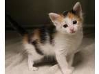 Adopt Cotton Candy a White Domestic Shorthair / Domestic Shorthair / Mixed cat