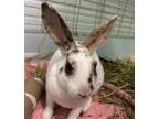 Adopt Captain Crunch a White Rex / Mixed rabbit in Windsor, ON (39177513)