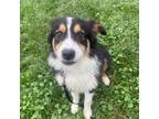 Adopt McDonald a Black Border Collie / Australian Shepherd / Mixed dog in