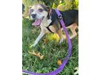 Adopt Bella Beagle a Black Beagle / Mixed dog in Philadelphia, PA (39177682)