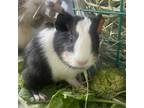 Adopt Charlotte a Guinea Pig small animal in Delaware, OH (39177678)