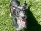 Adopt Marco a Black Schnauzer (Standard) / Mixed dog in Boulder, CO (39175858)