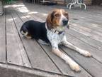 Adopt Dolly a Tricolor (Tan/Brown & Black & White) Beagle / Mixed dog in