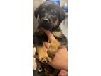 Adopt Jenna a Black German Shepherd Dog / Mixed dog in Bridgewater