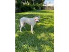 Adopt Lagatha a White Dalmatian / Bull Terrier / Mixed dog in Waterford