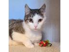 Adopt Lilly a Brown Tabby Domestic Shorthair (short coat) cat in Des Moines