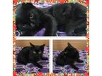 Adopt HEATER a All Black Domestic Shorthair (short coat) cat in Buckhannon