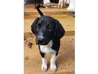 Adopt Zazie a Black - with White Poodle (Miniature) / Great Pyrenees / Mixed dog