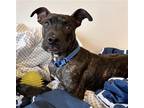 Adopt Quincy a Brindle Pit Bull Terrier / Mixed dog in Clarkston, MI (39083080)