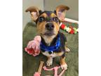 Adopt Bluie a Black Corgi / Terrier (Unknown Type, Small) / Mixed dog in