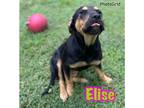 Adopt Elise a Black Mixed Breed (Large) / Mixed dog in Louisburg, NC (39177553)