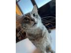 Adopt Pepper Spice a Gray, Blue or Silver Tabby Domestic Shorthair / Mixed
