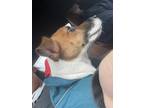 Adopt Alexander a White - with Brown or Chocolate Jack Russell Terrier / Mixed