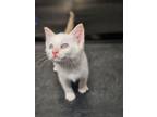 Adopt Nieve a White Siamese / Domestic Shorthair / Mixed cat in Savannah