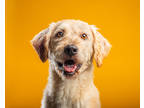Adopt Buddy a Tan/Yellow/Fawn Labrador Retriever / Poodle (Standard) / Mixed dog