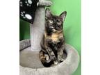 Adopt Brandy a All Black Domestic Shorthair / Domestic Shorthair / Mixed cat in