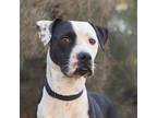 Adopt Jewel a White American Staffordshire Terrier / Mixed dog in Palm Springs