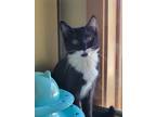 Adopt Betsy Ross a All Black Domestic Shorthair / Domestic Shorthair / Mixed cat