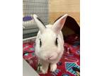 Adopt Gazpacho a White Dwarf / American / Mixed rabbit in Roseville