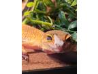 Adopt Boogie a Gecko reptile, amphibian, and/or fish in Edinburg, PA (39177470)