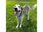 Adopt Cooper a Tan/Yellow/Fawn Husky / Shepherd (Unknown Type) / Mixed dog in