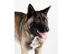 Adopt Drumstick a Akita / Shepherd (Unknown Type) / Mixed dog in Dublin