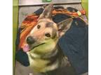 Adopt Molly a Black German Shepherd Dog / Mixed dog in Spokane, WA (39177342)