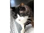 Adopt samantha a Domestic Mediumhair / Mixed (short coat) cat in Angola