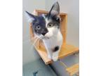 Adopt Catfish a Domestic Shorthair / Mixed (short coat) cat in Angola