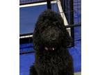 Adopt Daphne a Black Poodle (Standard) / Mixed dog in Queen Creek, AZ (39177303)