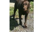 Adopt Elum a Brown/Chocolate Labrador Retriever / Mixed dog in Lynchburg
