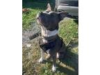 Adopt Bruno (3yo, 65lbs) a Staffordshire Bull Terrier / Mixed dog in Hinton