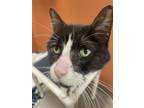 Adopt Ren a All Black Domestic Shorthair / Domestic Shorthair / Mixed cat in