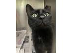 Adopt Quesarito a All Black Domestic Shorthair / Domestic Shorthair / Mixed cat