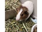 Adopt Bugsy a White Guinea Pig / Mixed small animal in Midland, VA (39177275)