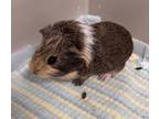 Adopt Hurley a Brown or Chocolate Guinea Pig / Mixed small animal in Midland